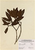 藏品(臺灣杜鵑)的圖片